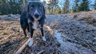Ein Hund an einem frostigen Morgen an einem kleinen Bachlauf.