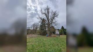 Kinder auf einer Wiese vor einem großen, alten Baum, der noch kein Laub trägt.