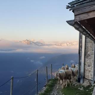 Eine Schafherde steht neben einem Steinhaus auf einem Bergpfad mit Blick auf schneebedeckte Berggipfel und Wolken im Hintergrund.
