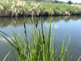 Grünes Schilf mit braunen Blütenständen am Ufer eines ruhigen Gewässers, im Hintergrund verschwommene Uferböschung mit Gras.