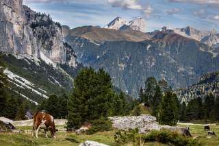Kuh weidet auf einer Almwiese vor bewaldeten Berghängen und steilen Felswänden in den Alpen.