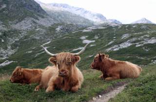 Drei schottische Hochlandrinder liegen auf einer Bergwiese mit grünen Hügeln und felsigen Berghängen im Hintergrund.