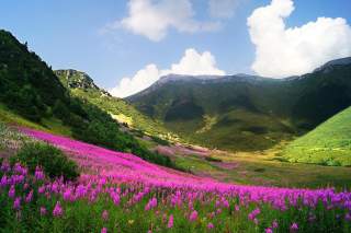 Blühende pinke Blumenwiese vor bewaldeten Hügeln und Bergen unter blauem Himmel mit weißen Wolken.