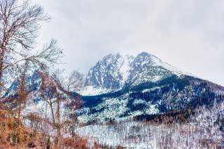 Verschneite Berge mit Nadelwald und kahlen Bäumen im Vordergrund unter bewölktem Himmel.
